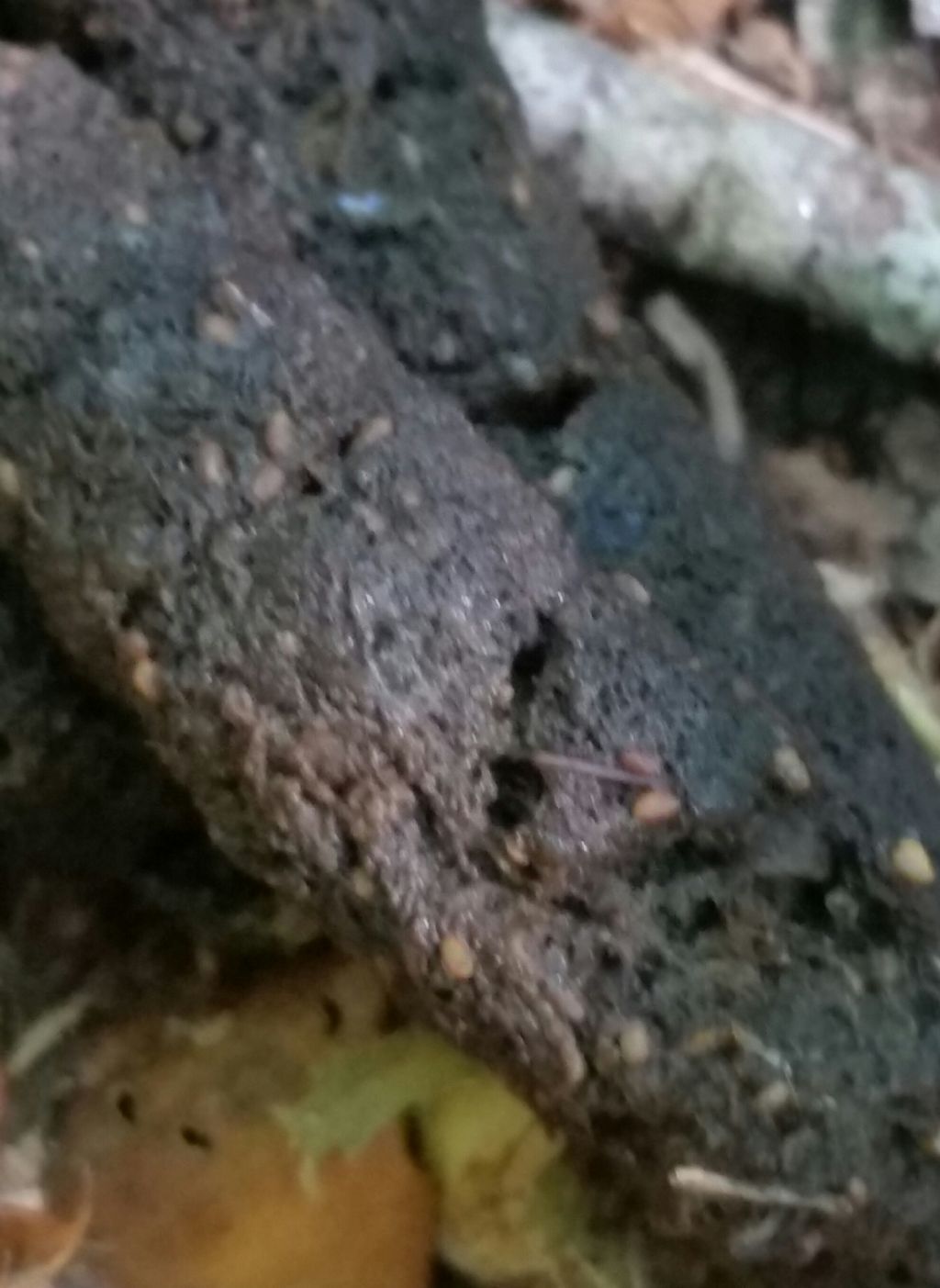 Escrementi di volpe?